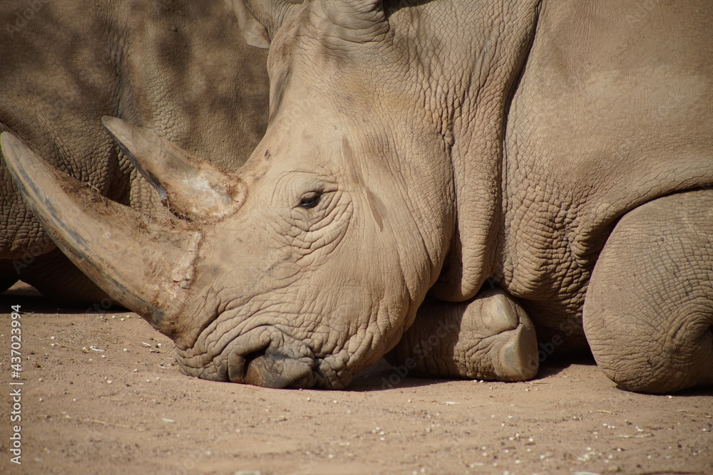 Fototapeta premium Nashorn