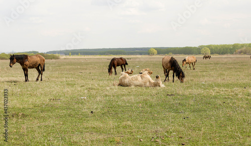 white horse lying on its back in the field