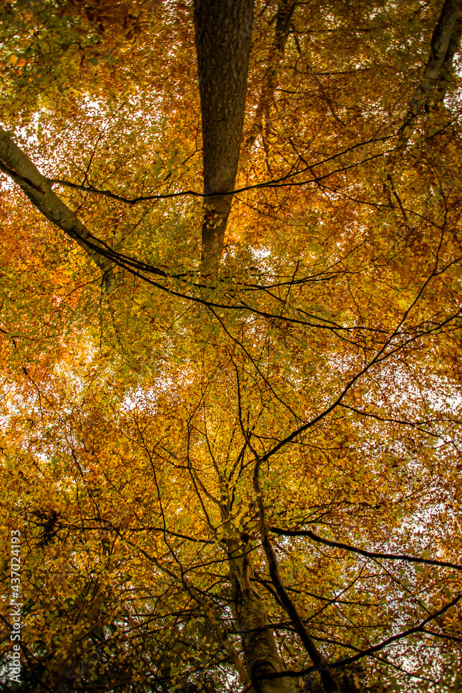 autumn in the park autumn in the park