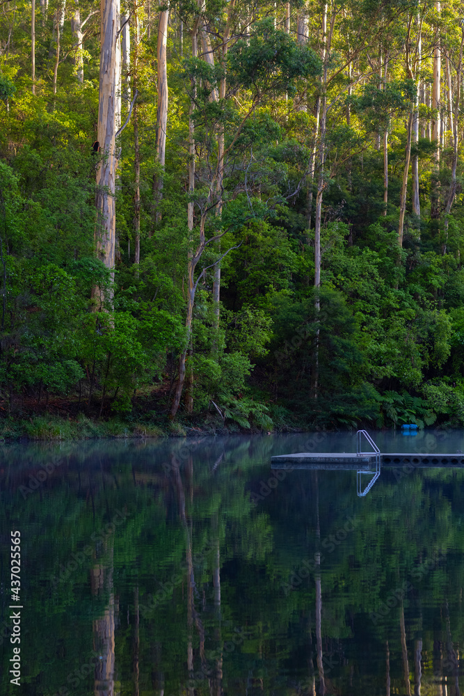 tall karri trees reflected in Pemberton Pool tall karri trees reflected in Pemberton Pool