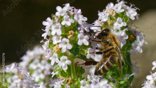 Abeilles dans fleurs de thyn ©  - Erick M - 