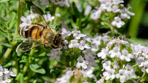 Abeilles dans fleurs de thyn photo