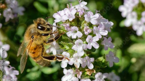 Abeilles dans fleurs de thyn photo