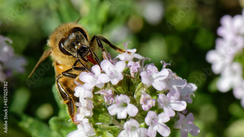 Abeilles dans fleurs de thyn photo