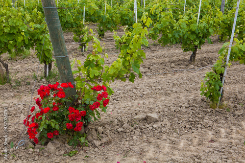 Vineyard and rose