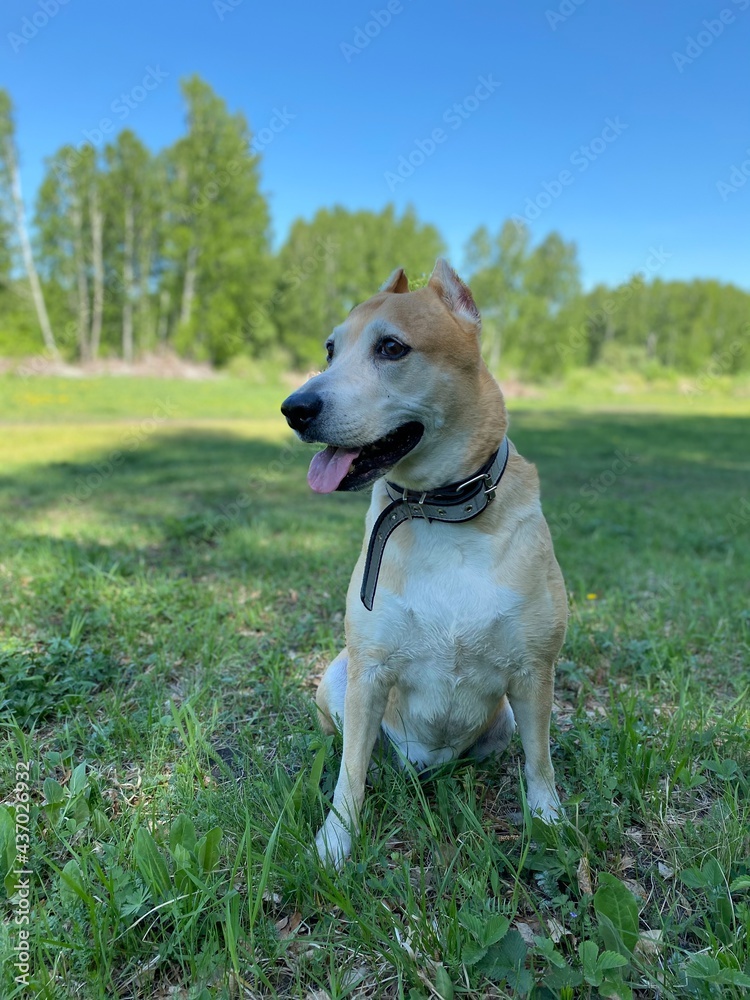 dog on the grass