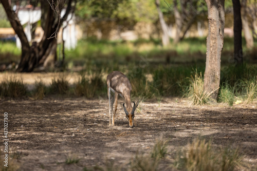 Arabian Reem Gazelle in wildlife conservation park  Abu Dhabi  United Arab Emirates