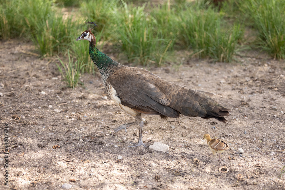 Peacock peahen in wildlife conservation park in Abu Dhabi, United Arab Emirates Peacock peahen in wildlife conservation park in Abu Dhabi, United Arab Emirates