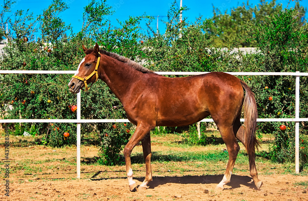 Obraz premium hourses