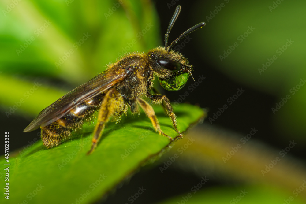 Bee carrying a water drop with foliage reflected in the water drop Bee carrying a water drop with foliage reflected in the water drop