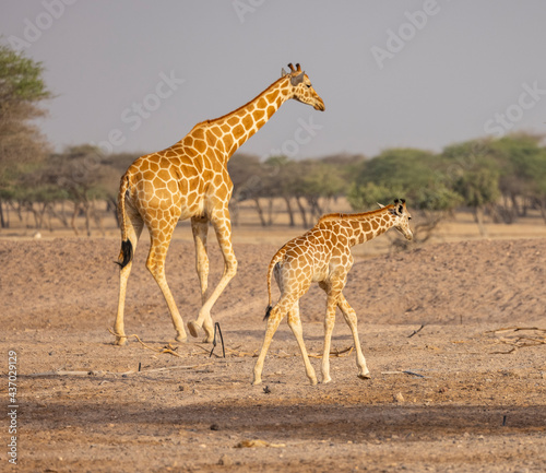 Giraffe in a wildlife conservation park, Abu Dhabi, United Arab Emirates