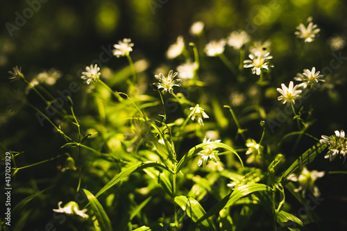 Green leaves and flowers.