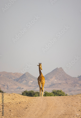 Giraffe in a wildlife conservation park, Abu Dhabi, United Arab Emirates