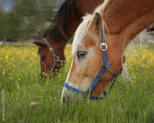 horse in the meadow