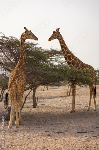 Giraffe in a wildlife conservation park  Abu Dhabi  United Arab Emirates