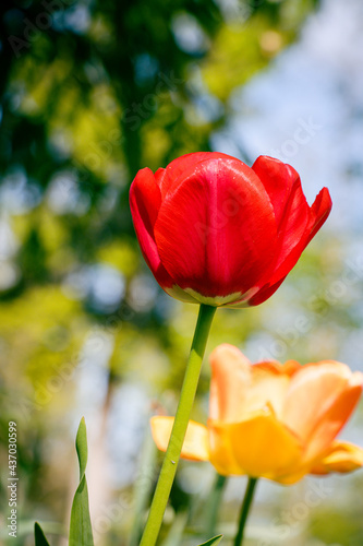 tulips