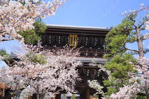 Cherry blossoms at Konkaikomyo-ji Temple, Kyoto Pref. Japan	
 photo