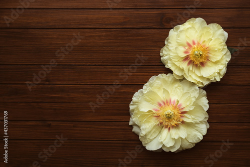 Fototapeta Naklejka Na Ścianę i Meble -  Beautiful yellow peonies in full bloom on wooden rustic background, top view. Flat lay. Space for text. Garden treasure.