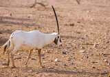 Arabian Oryx Antelope at a wildlife conservation park in Abu Dhabi, United Arab Emirates
