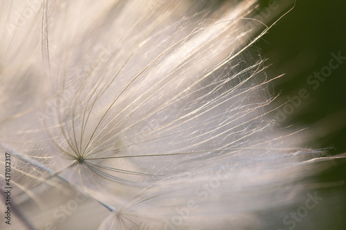 Selective focus of tilted bowl-shaped white dandelion flower with aerial parachutes on blurred natural background. Floral lace or wind currents. Botanical poster or flight of thought.