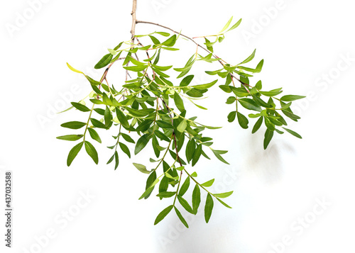 pistachio branch with green leaves on white background. Greens for decorating bouquet