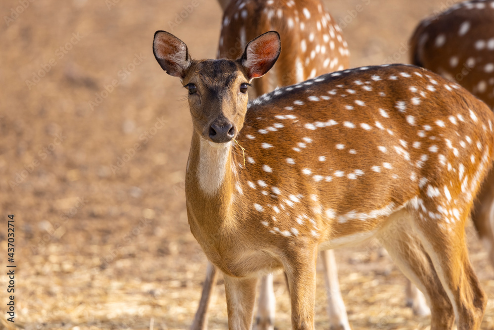 Chital Indian Spotted Deer at a wildlife conservation park in Abu Dhabi, United Arab Emirates Chital Indian Spotted Deer at a wildlife conservation park in Abu Dhabi, United Arab Emirates