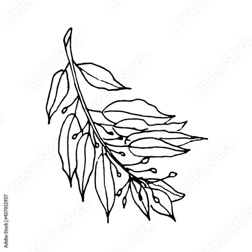 Doodle branch of a bay leaf on a white background.The vector branch can be used for menus,restaurants ,postcards, and textiles.