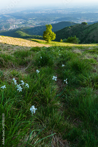 Nature and spring in the mountains of Lake Como, near the town of Albavilla, Italy - May 2021. photo