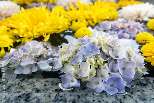 花手水　紫陽花