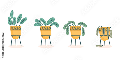 Stages of withering, a wilted flower in a vase, abandoned plant without watering and care. Cut flower dying. Vector illustration, handdrawn organic flat style