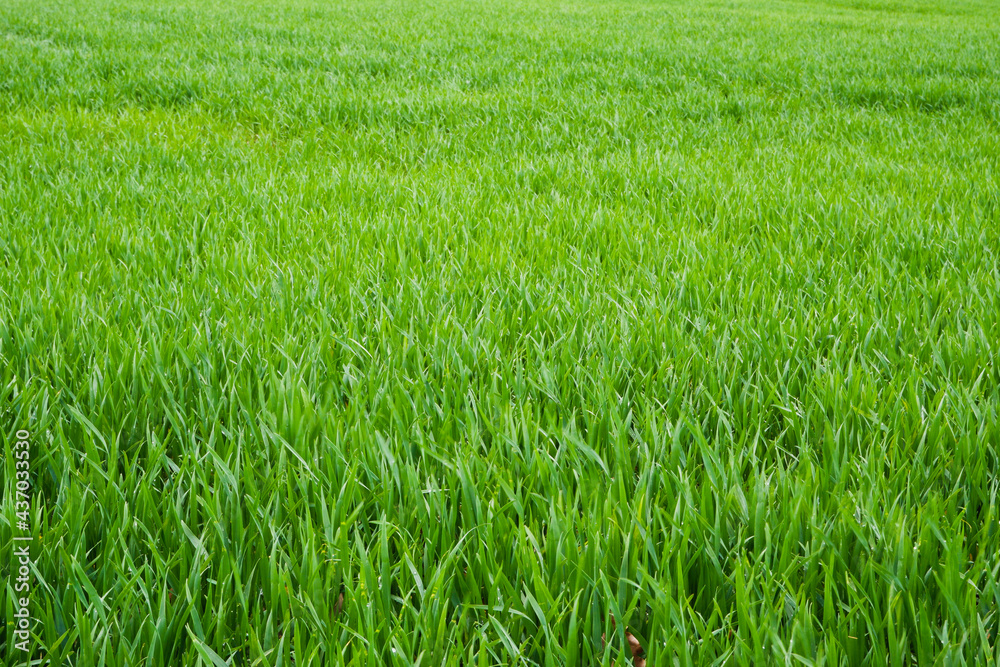 Bright green field of young wheat. Wheat field in spring. Natural background. Bright green field of young wheat. Wheat field in spring. Natural background.