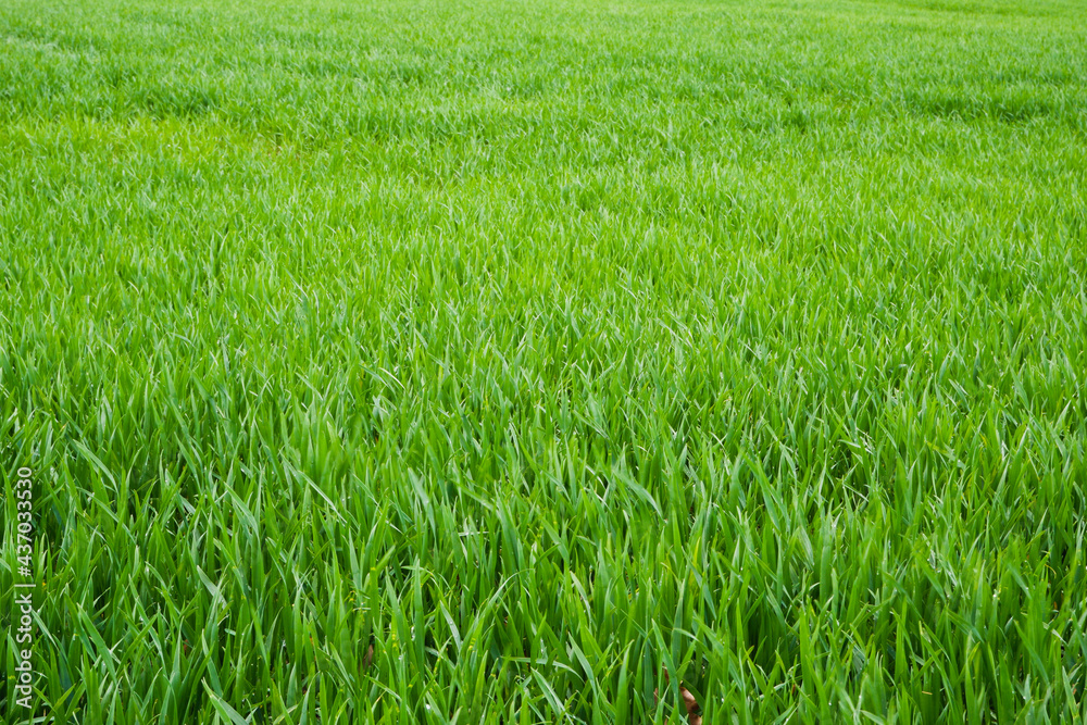 Bright green field of young wheat. Wheat field in spring. Natural background.