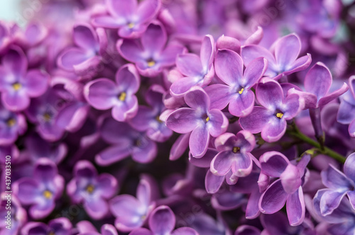 Lilac flowers in large. A blooming branch of lilacs. A cluster of purple flowers. © SeagullNady