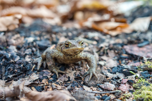 Forest Toad. A frog in the woods. Amphibian jumping through the woods. The toad moves to the lake. © SeagullNady