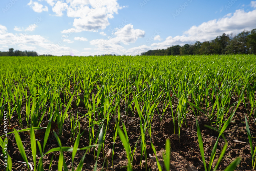 Spring landscape. Green wheat field in spring. Agriculture. Green grass, trees on the horizon blue sky. Sunny bright day.