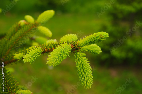 Spring landscape in shades of green. Young branches of a coniferous tree. Brightly green needles of spruce. Fir. Selective focus. Nature concept for design with place for your text