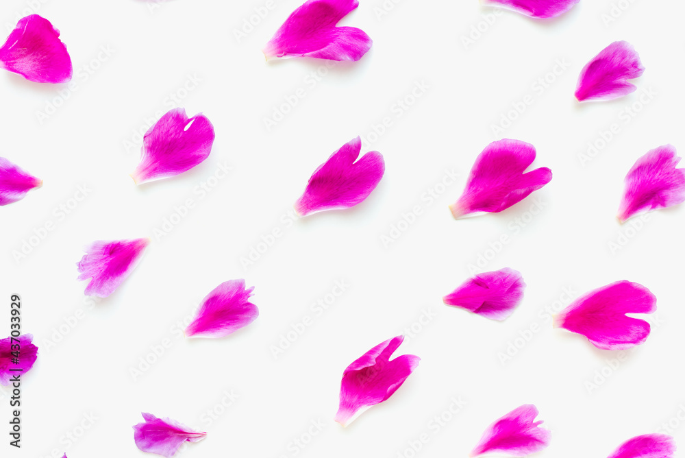 pink petals on a white background, rose petals, peony petals, colored background pink petals on a white background, rose petals, peony petals, colored background