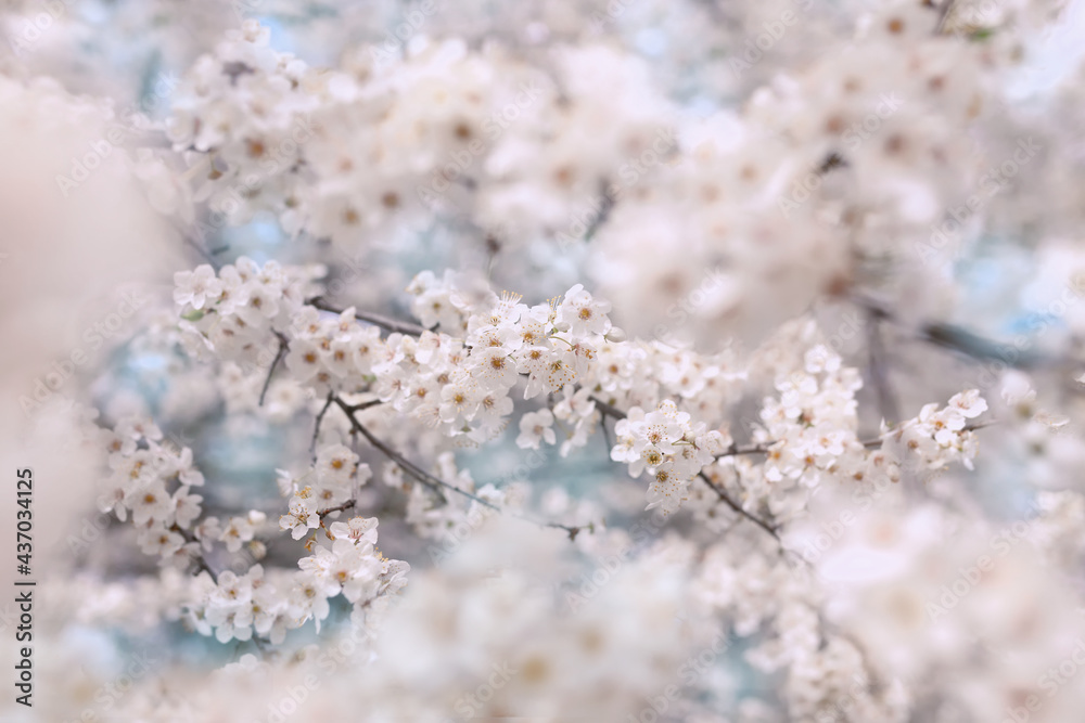 Beautiful lushes white cherry blossoms with blue sky in background
Beautiful lushes white cherry blossoms with blue sky in background