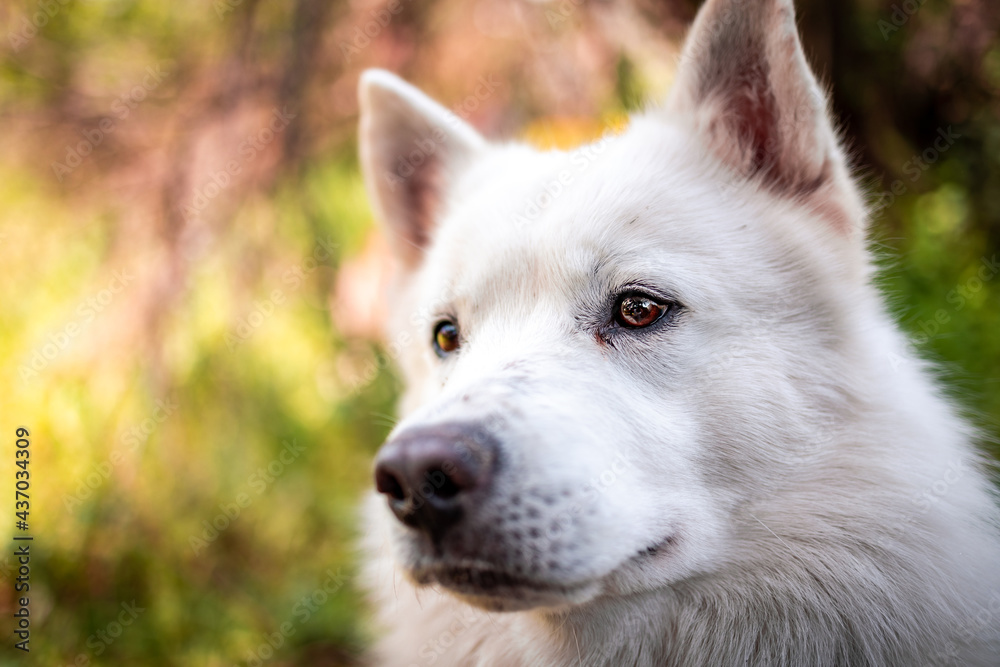 Adorable White Swiss Shepherd dog sitting on grass in nature Adorable White Swiss Shepherd dog sitting on grass in nature