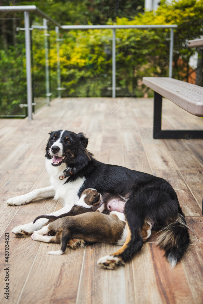 Border Collie feeding cute puppies on veranda Border Collie feeding cute puppies on veranda
