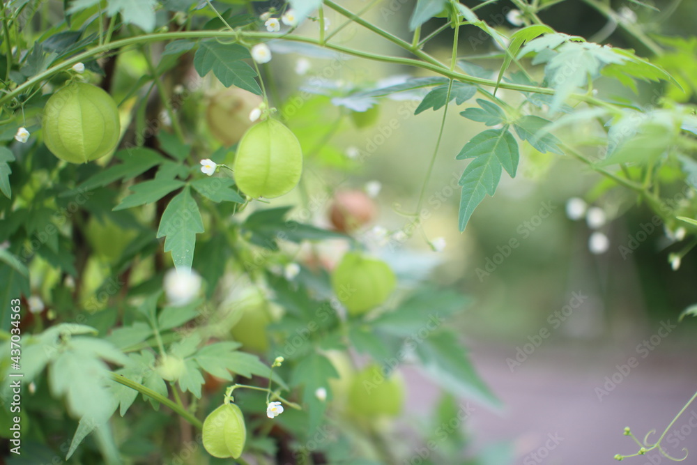 Japanese lantern plant Japanese lantern plant