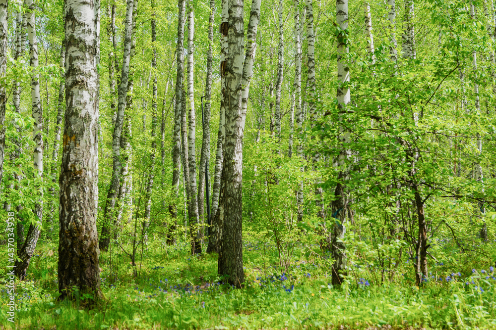 Obraz premium Beautiful summer landscape. Park with birches. There are beautiful, tall birches in the forest