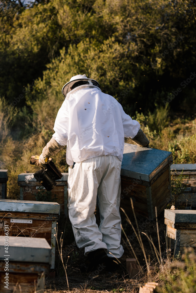Anonymous professional beekeeper with bee smoker Anonymous professional beekeeper with bee smoker