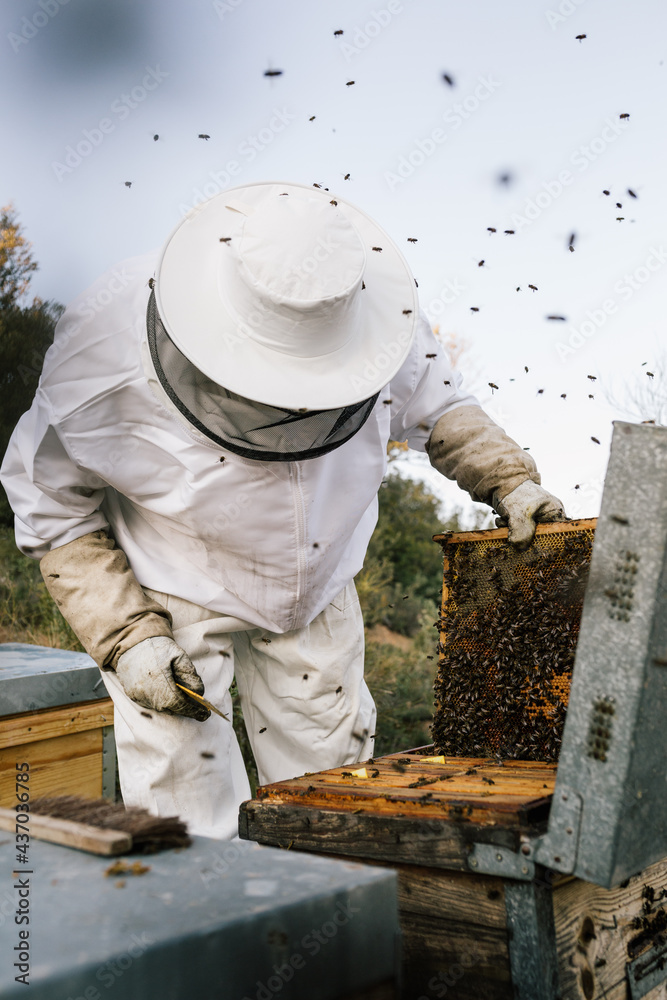 Beekeeper working in apiary Beekeeper working in apiary