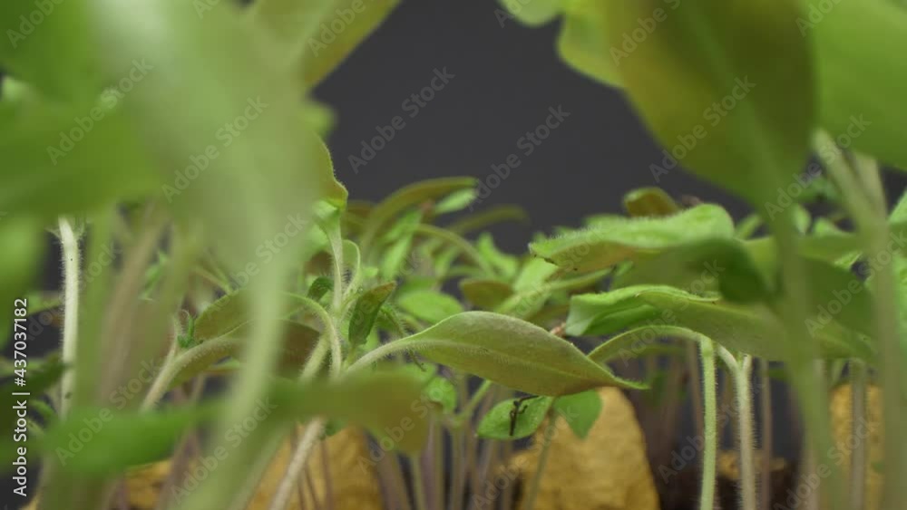 Slider shot of camera moving back through the tomato seedlings. Green garden, vegetables.