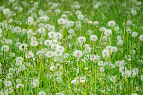 White fluffy dandelions  natural green blurred spring background  selective focus.