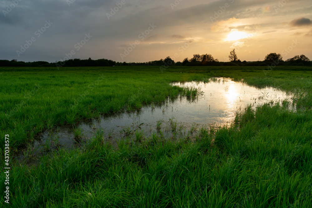 Wet green meadow and evening sunset, Nowiny, Poland