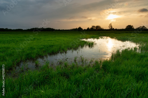 Wet green meadow and evening sunset, Nowiny, Poland
