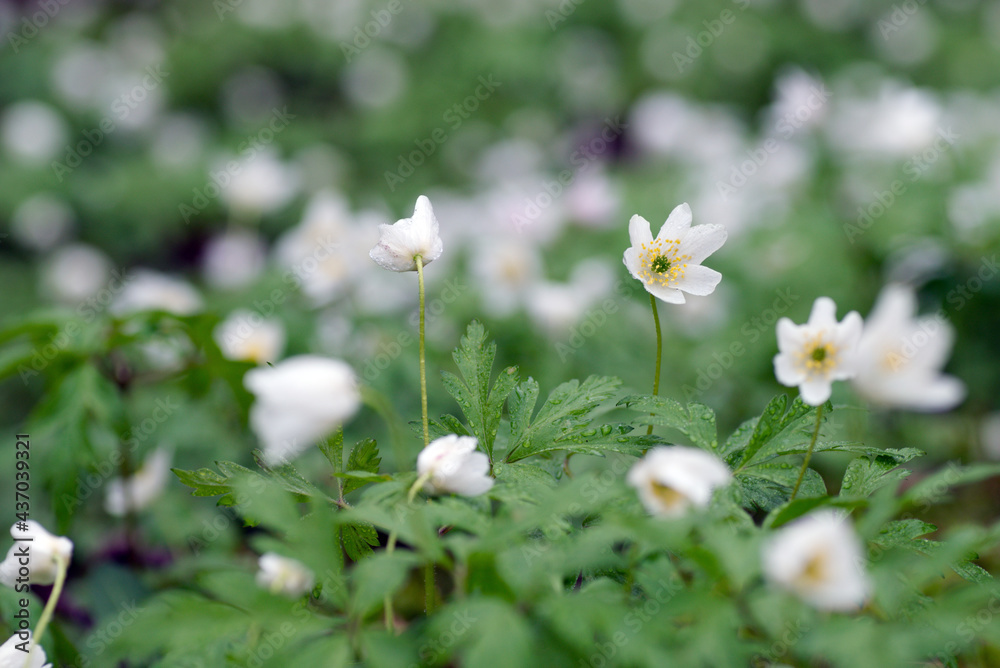 White windflowers (Anemone nemorosa) blooming in spring forest, in Finland White windflowers (Anemone nemorosa) blooming in spring forest, in Finland