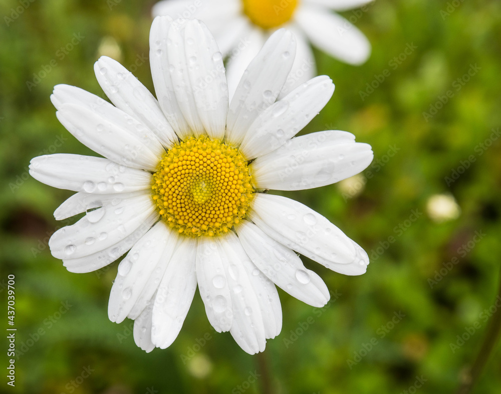 Fototapeta premium Margerite mit Regentropfen